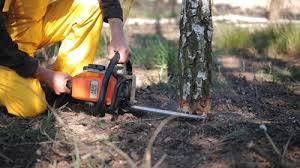 Trusted Marathon, FL Tree Care Experts